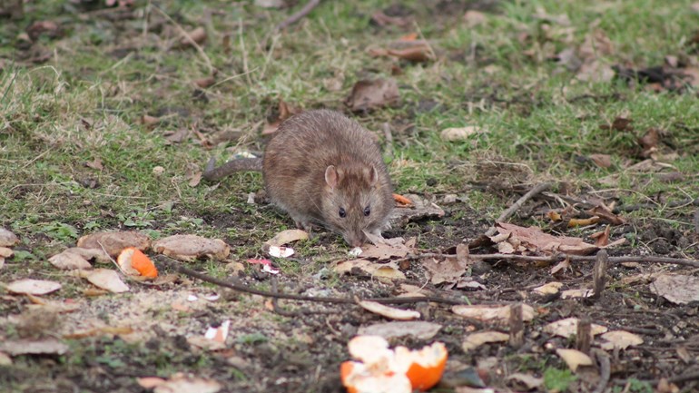 Tips voor het bestrijden van ratten in de tuin CAO Creatieve Industrie